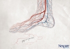 NexcareBandages-Foot-Turkey-20090.jpg