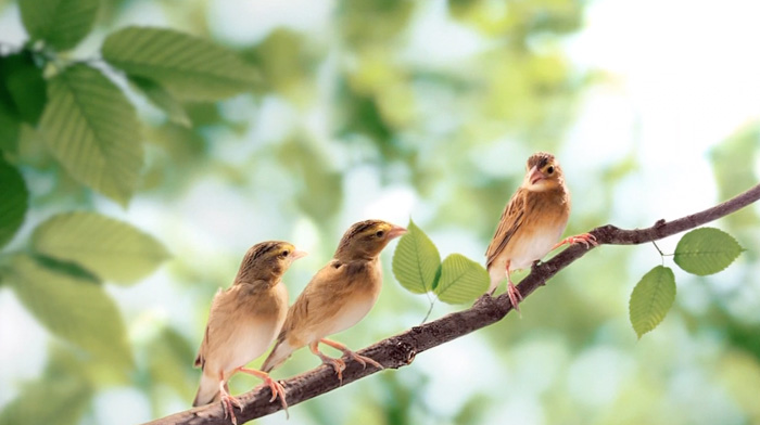 All-Bran-Mar2013-dtcCanada.mp4