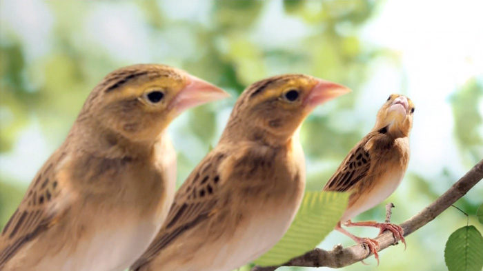 All-Bran-Apr2013-dtcCanada.mp4