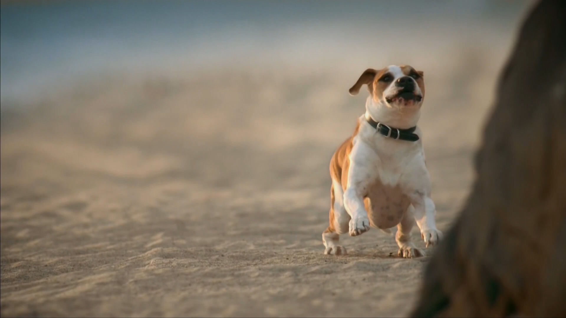 Blue_Freedom---NBC_-_December_8--2017---Animal_Health_Category---dtcUSA---English---TV_commercial---15_seconds.mp4