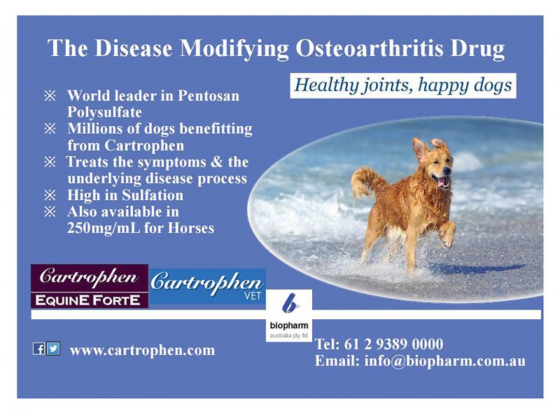 Cartrophen---kw---Animal_Health_Category---Vet_Practice_-_February_2020---vet---Australia---English---Print_Ad---pHP.jpg