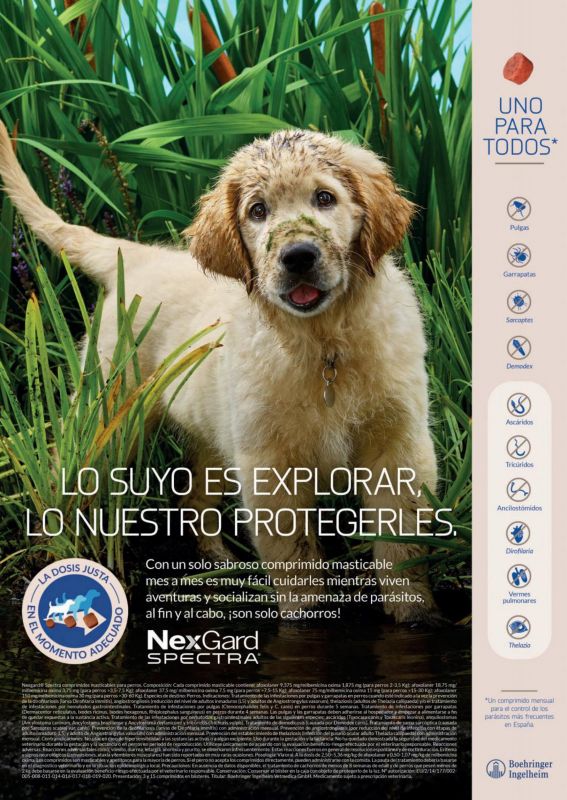 NexGard---Page_one_of_four---Animal_Health_Category---Argos_-_No_228_-_May_2021---vet---Spain---Spanish---Print_Ad---4-page_ad.jpg