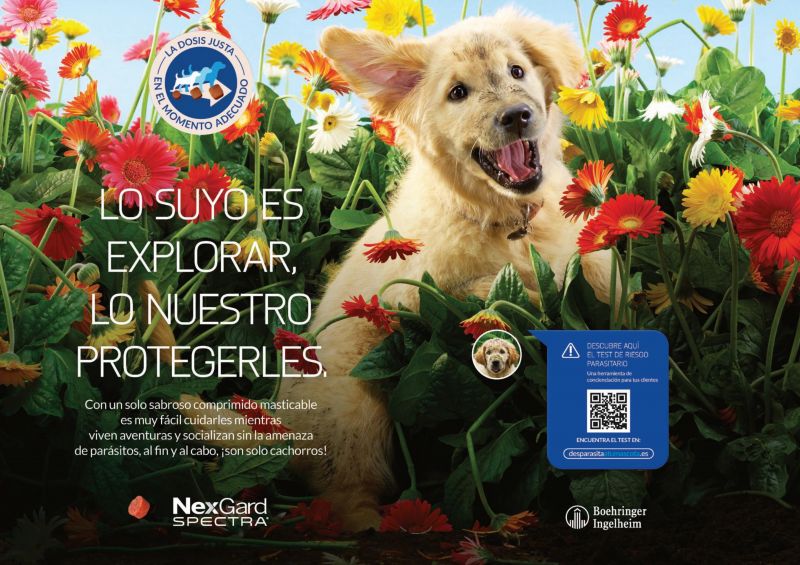 NexGard---kw---Animal_Health_Category---Ateuves_-_May__June_2021_-_92---vet---Spain---Spanish---Print_Ad---pDPS.jpg