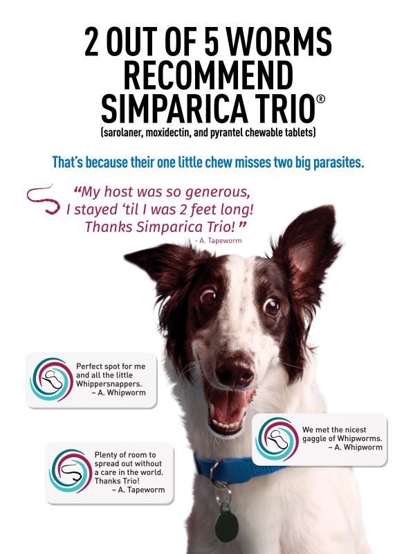 Simparica---kw---Animal_Health_Category---Today___s_Veterinary_Business_-_June__July_2021---vet---USA---English---Print_Ad---pSP.jpg