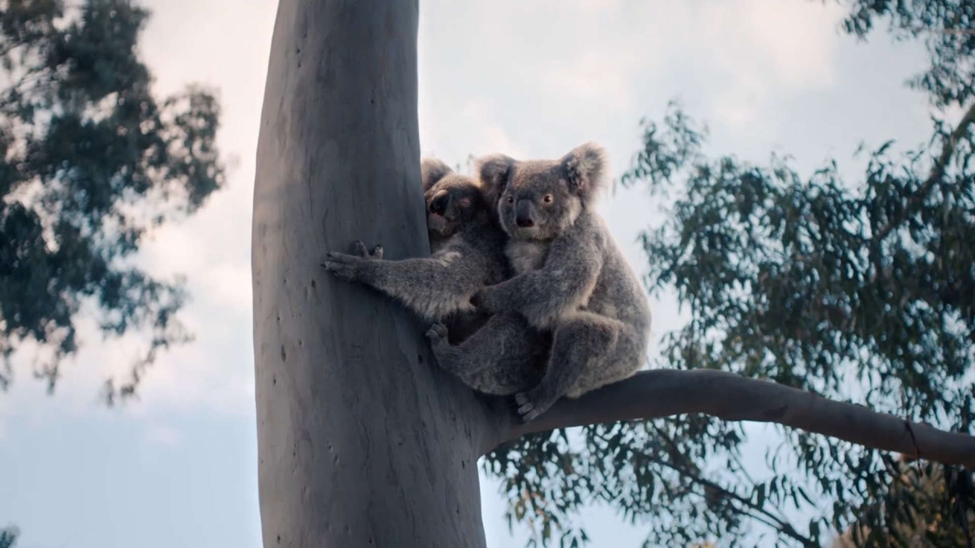 Koala---kw---Healthcare_category---Nine_Adelaide_-_August_11--2021---dtc---Australia---English---TV_commercial---30_seconds.mp4