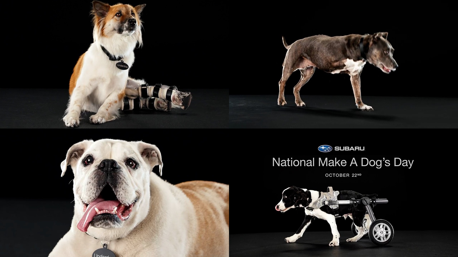 Subaru---kw---Animal_Health_Category---Msnbc_-_September_29--2021---dtc---USA---English---TV_commercial---30_seconds.mp4